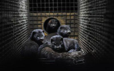 The horror of mink fur farms revealed in leaked footage