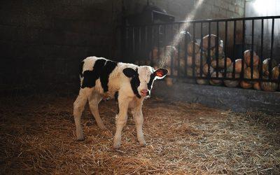 PETA video shows truth about the dairy industry