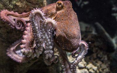 Octopi should not be farmed for food, say experts
