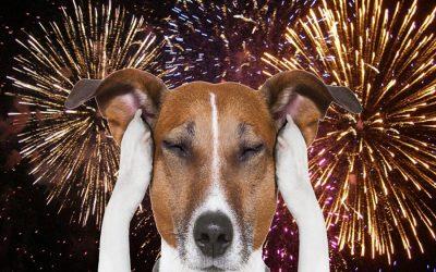 How to protect pets from fireworks