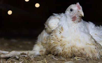 Chickens “in agony” on farm supplying “ethical” supermarket