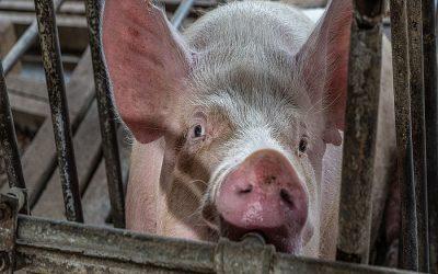 New Jersey to ban keeping calves and pregnant pigs confined in crates