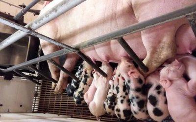 Report reveals the unbelievable cruelty that takes place on pig farms