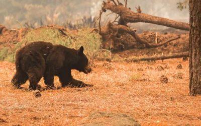 Devastating wildfires harm wildlife