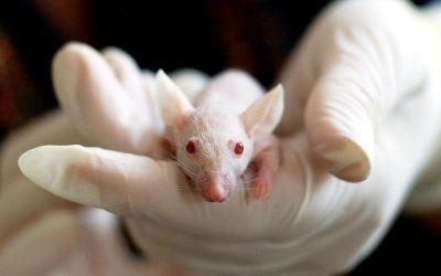 Can animal testing ever be replaced?