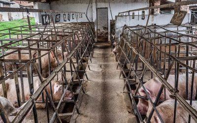 Study finds most people support farmed animal welfare legislation
