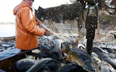 Aquaculture is growing rapidly due to increase in demand for fish