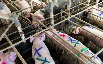 Germany incentivises farmers to give up pig farming