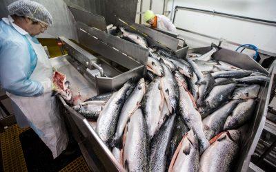 UK chefs refusing to serve farmed salmon over ethical concerns