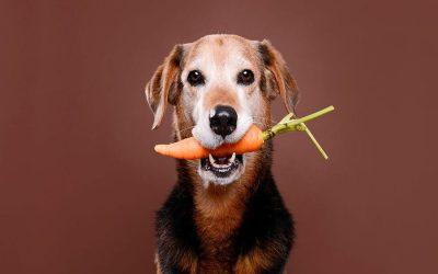Vegan pet food – good for your pet and the planet