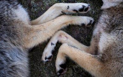 State of Oregon bans all wildlife killing contests