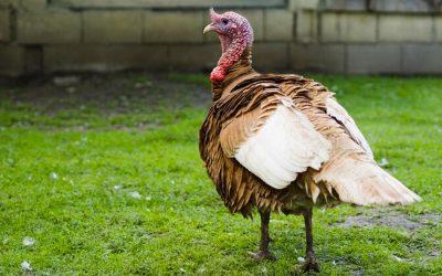 7 reasons to love turkeys and not eat them