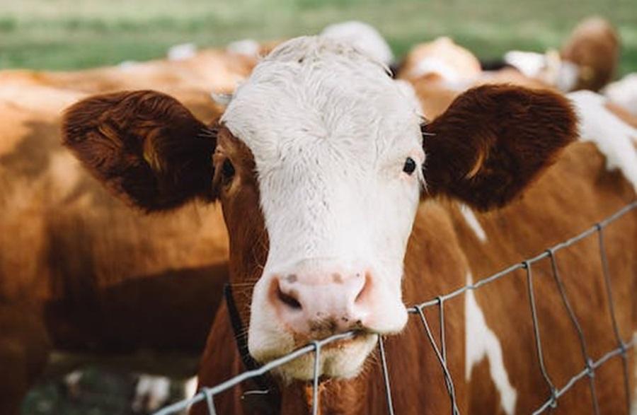 Big Meat gags scientific research into livestock emmissions