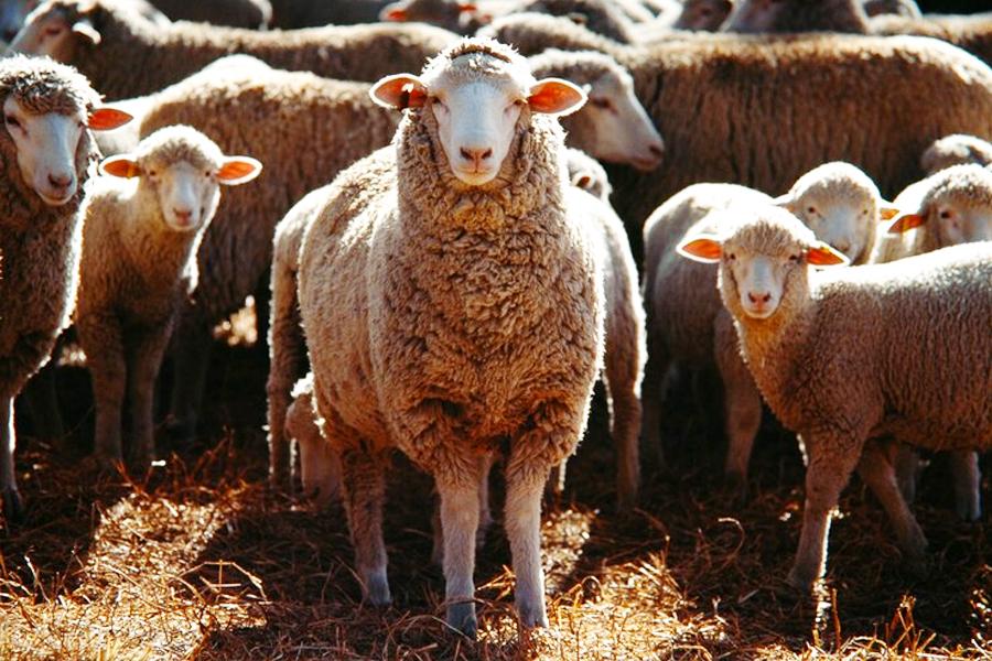 AACC SheepFarming