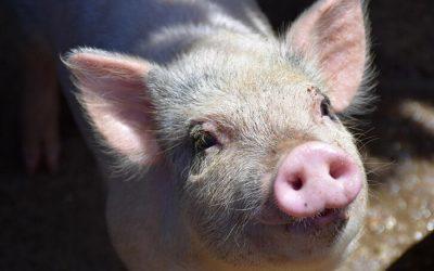 Lowest number of pigs slaughtered in the UK in 2023