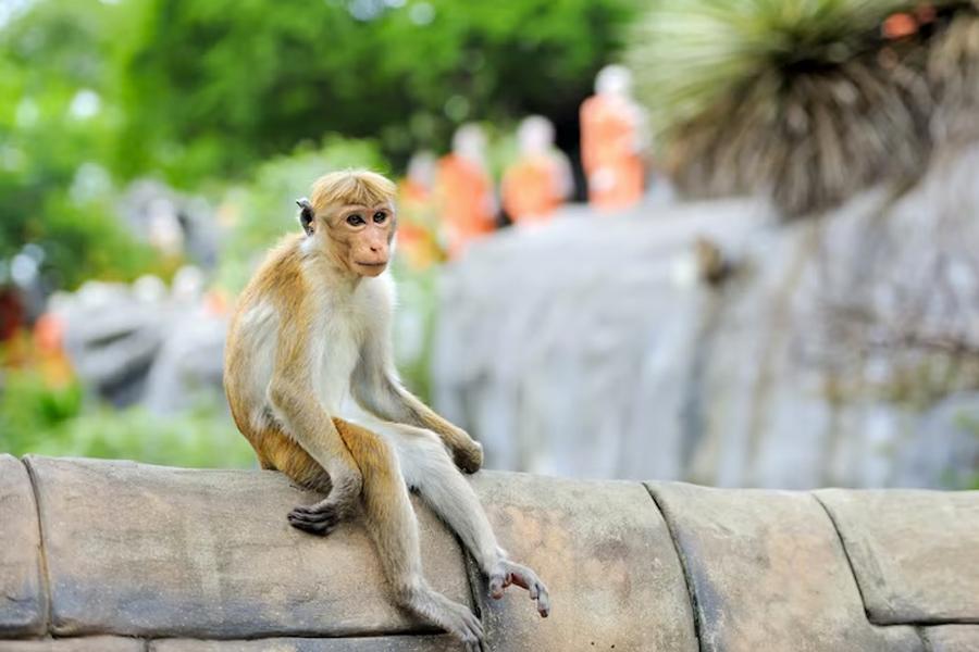 Your coconut milk may have involved abused monkeys
