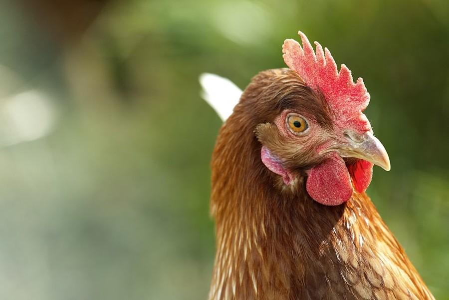 Chicken is not the more sustainable food choice you’ve been told it is