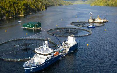 Canada announces ban on open-net pen salmon farming