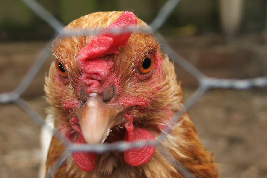 Chicken may be better for the planet, but it’s worse for animal welfare