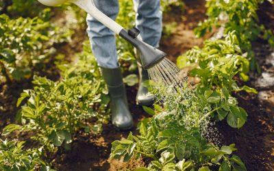 Homesteading’s dark side