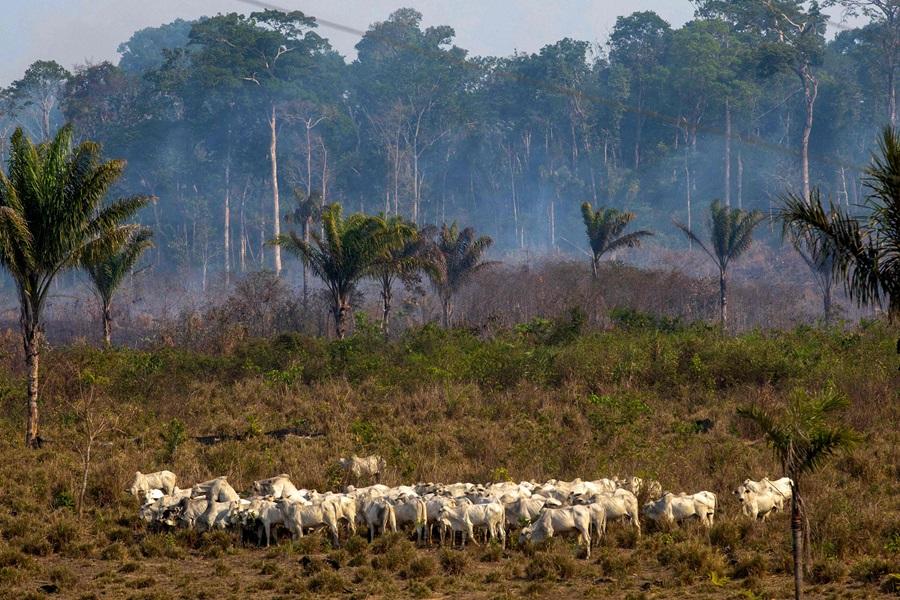 Why should we be worried about deforestation?