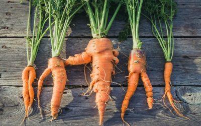Climate change alters vegetables in the Netherlands