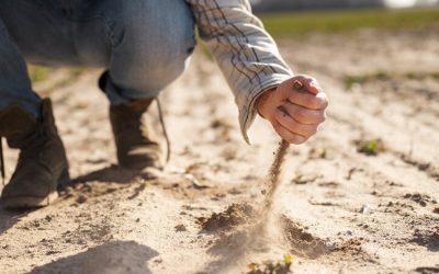 Drought pushes Sicily’s farming heritage to the brink