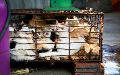 Cat meat farm and slaughterhouse in Vietnam shut down
