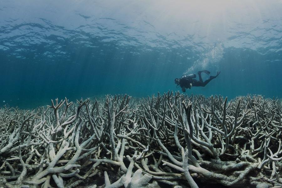 Rising temperatures threaten to destroy the Great Barrier Reef