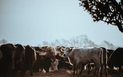 Meat and dairy use Big Tobacco tactics to market products