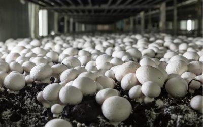 Former poultry farm now a thriving mushroom farm