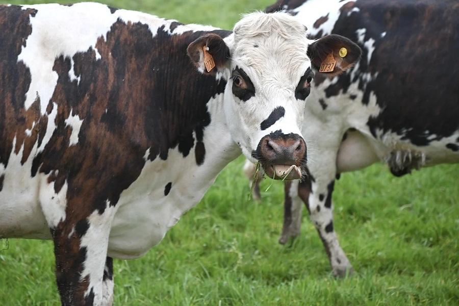 Denmark making headway in taxing animal agriculture to save the planet