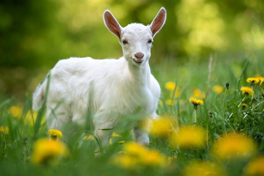 Spring is a great time to go vegan!