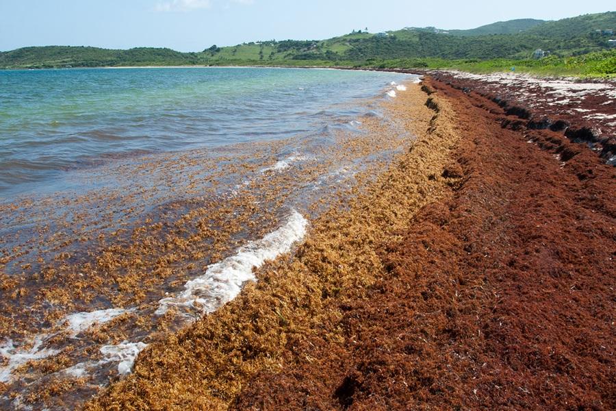 Grenada turns seaweed crisis into a climate solution