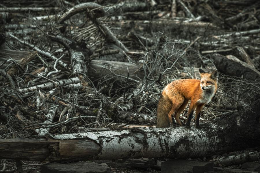AACC BiodiversityLoss
