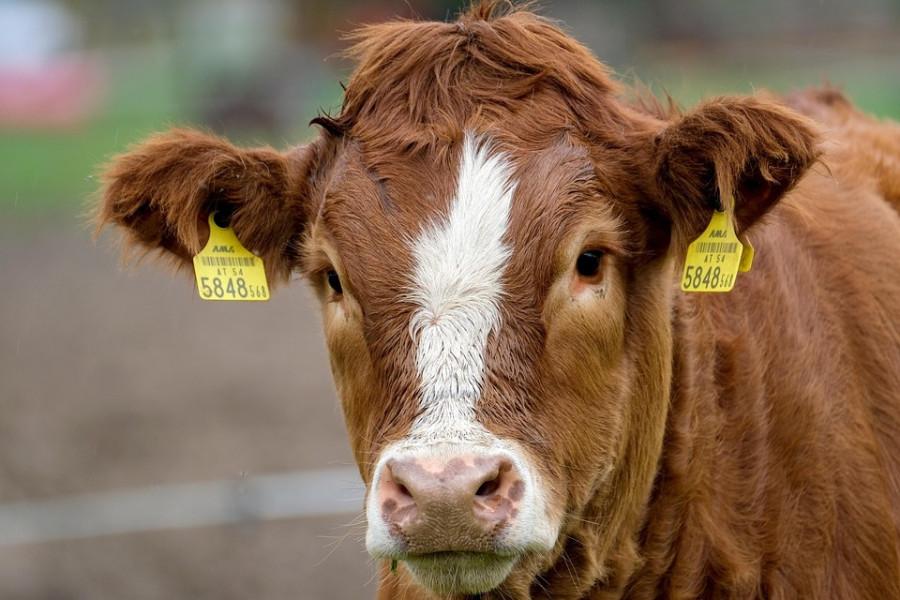 Animal agriculture leading cause of climate crisis, latest research finds