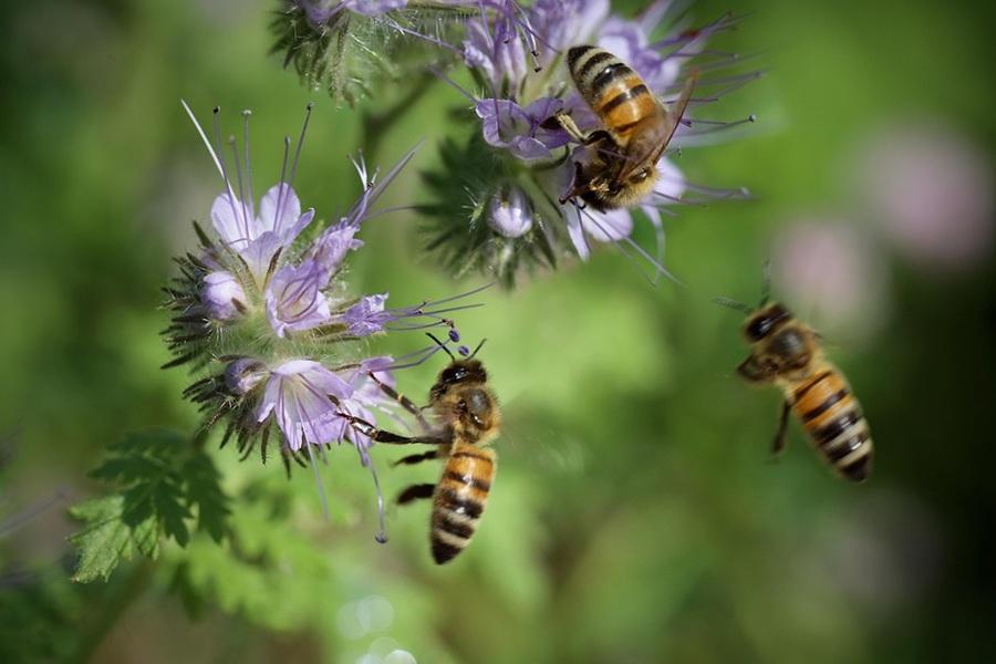 bees aacc