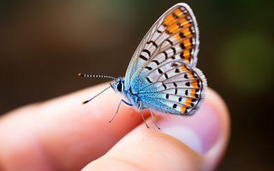 Climate change causing insect populations to collapse