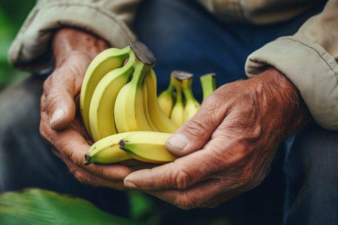 Climate Change Is Threatening The World S Most Popular Fruit Animal