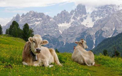 Animal agriculture stripping the Alps bare