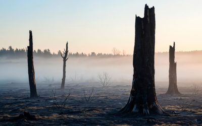 Deforestation has killed over half a million people over 20 years