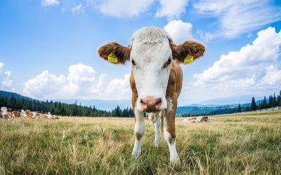 How Big Meat is using a methane loophole to dodge climate responsibility