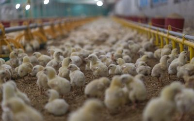 The hidden cruelty behind baby animals in Australia’s food industry