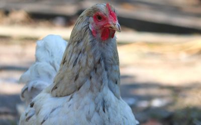 Britain moves toward a cage-free future for egg-laying hens