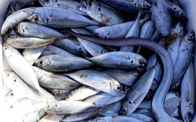 Industrial fishing trawlers ravage UK marine protected areas