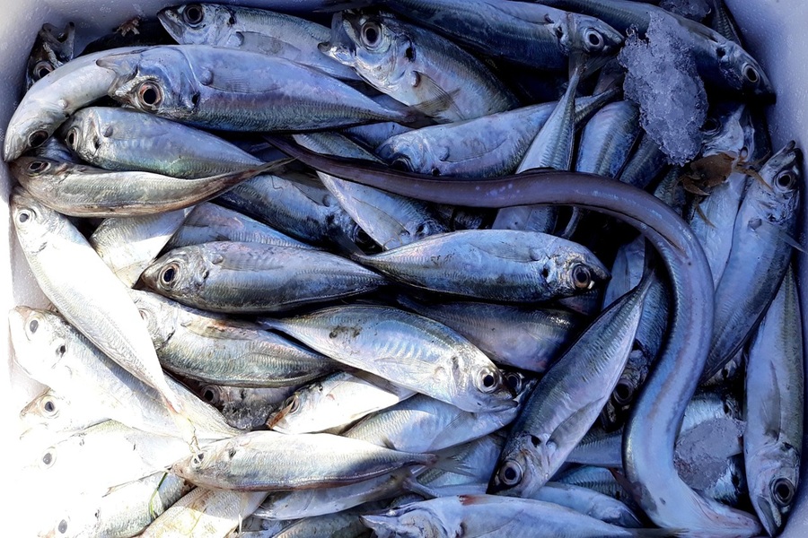 sea trawlers illegal aacc