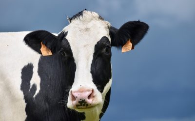 How animal agriculture is wrecking our environment