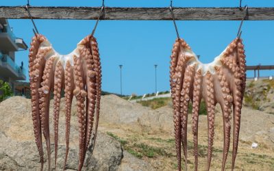 Mexico moves to ban octopus farming over welfare concerns
