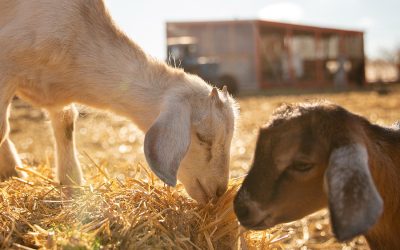 All animals deserve freedom