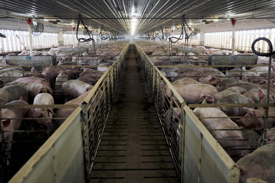 factory farming aacc